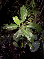 Dillenia alata, photograph (c) Richard Littauer, some rights reserved (CC BY)
