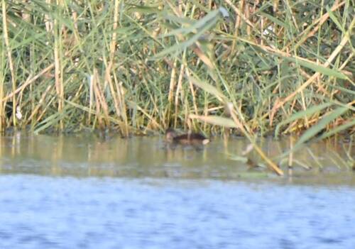 Eurasian Moorhen