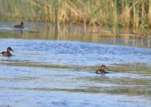 Mallard