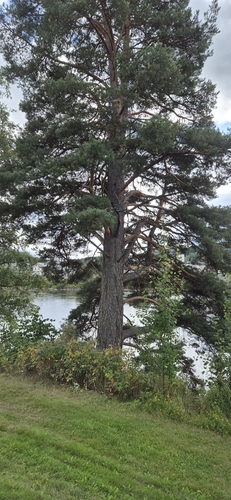 Scots pine