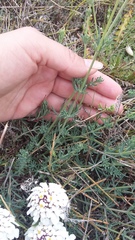 Galium xeroticum