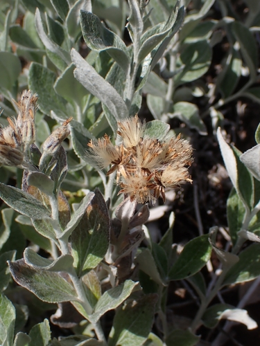 Luina hypoleuca, photograph 2
