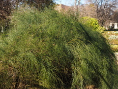 Ephedra major major