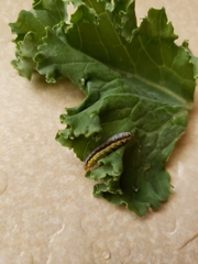 Evergestis rimosalis