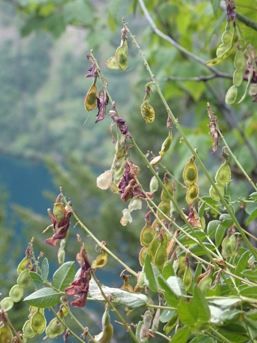 Hedysarum occidentale, photograph 2