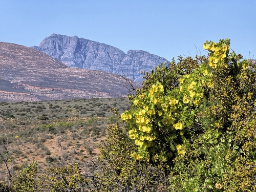 Roepera morgsana, photograph 2