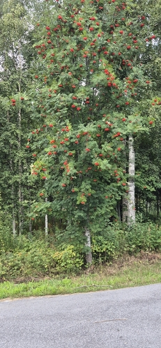 European mountain ash