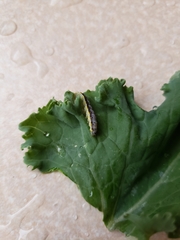 Evergestis rimosalis
