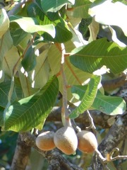 Parinari curatellifolia image