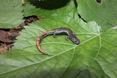 Pseudoeurycea leprosa