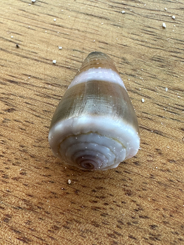 Conus lividus observed 2026-08-19