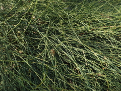 Ephedra major major