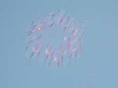 Cyclosalpa bakeri