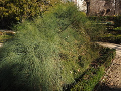 Ephedra major major