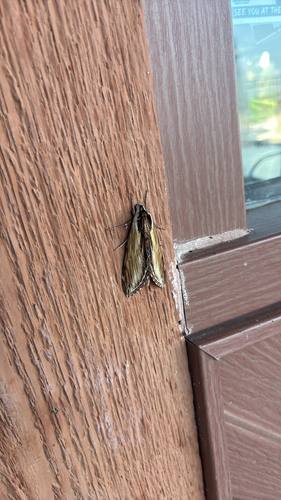 Laurel Sphinx