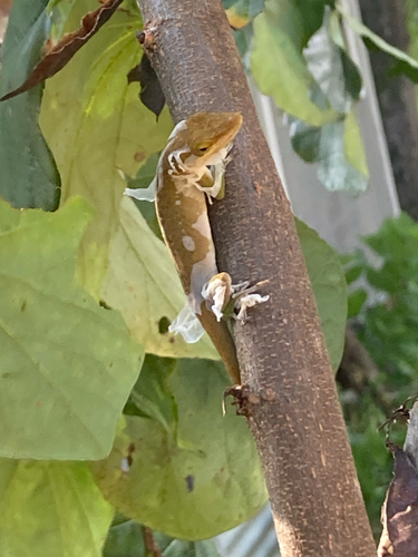 Green Anole