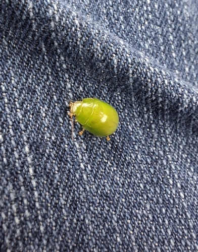 Lilly Pilly leaf beetle