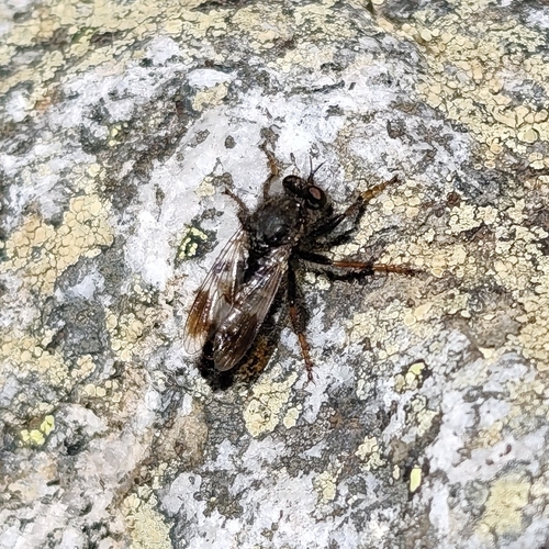 Cyrtopogon maculipennis