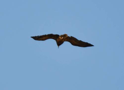 Egyptian Vulture