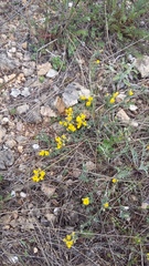 Genista albida