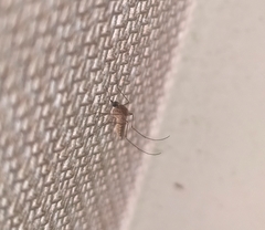 Culex quinquefasciatus