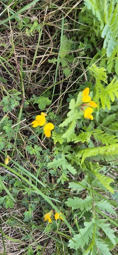 bird's-foot trefoil