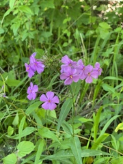 Phlox glaberrima
