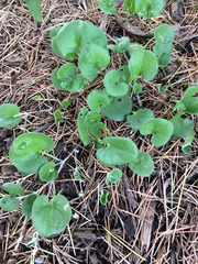 Dichondra occidentalis