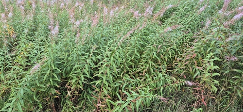 fireweed