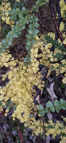 Ovens wattle