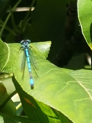 Azure Damselfly