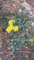 Takhtajaniantha crispa