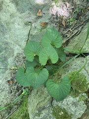 Viola collina