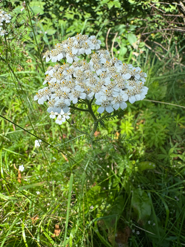 common yarrow