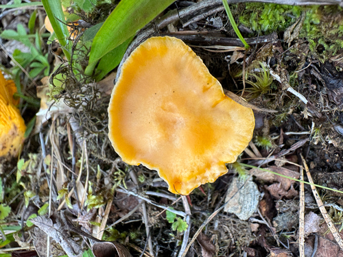 Golden Chanterelle