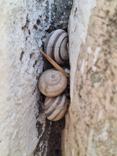 Milk Snail