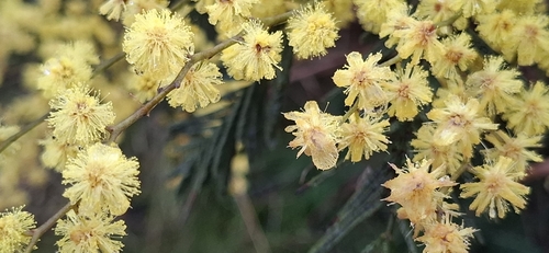 Silver wattle