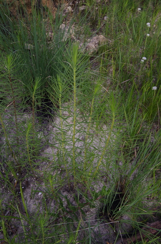 Image of Liatris glandulosa by (c) Eric Knight, some rights reserved (CC BY)