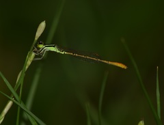 Agriocnemis keralensis