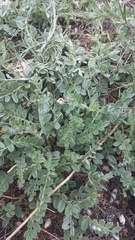 Astragalus rupifragus