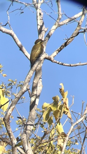 Golden-green Woodpecker