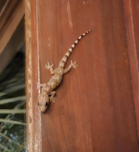 Tropical House Gecko