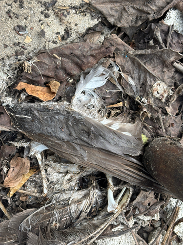 Eurasian Sparrowhawk