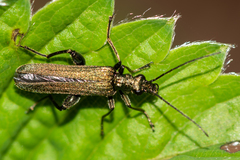 Oedemera virescens