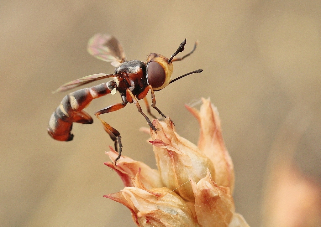 Physocephala truncata