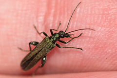 Oedemera virescens