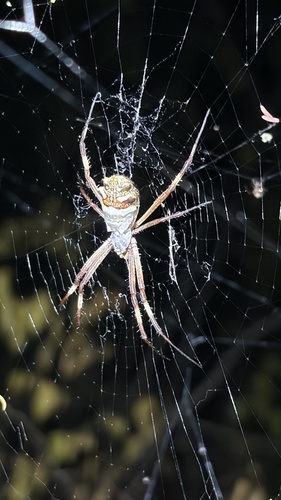 Silver Garden Orbweaver