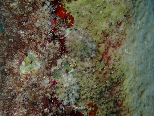 Eoacmaea pustulata observed 2026-08-13