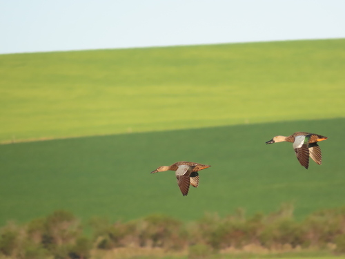 iNaturalist image