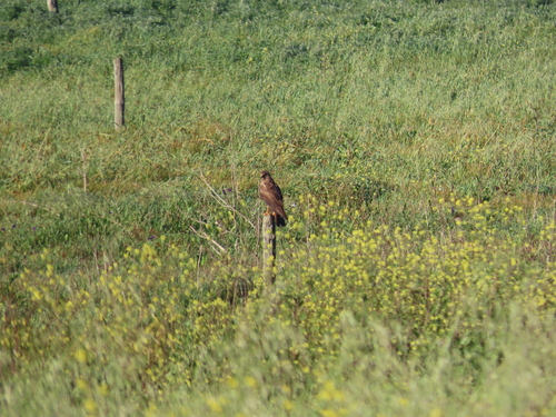 iNaturalist image